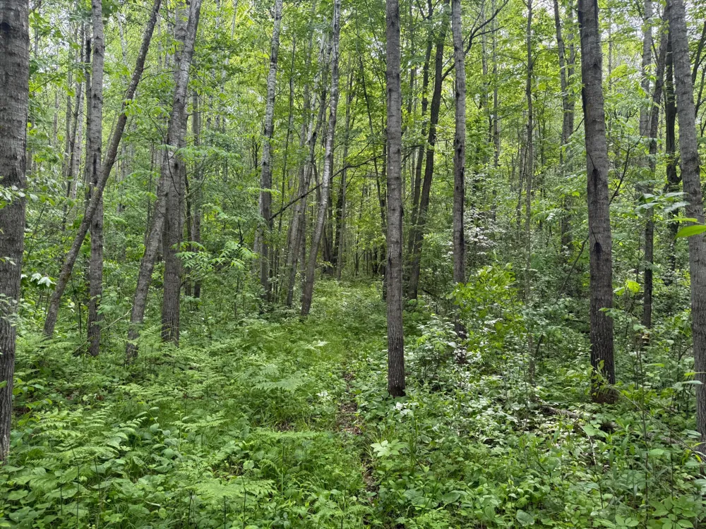 10551 Mallard Road Brook Park, MN 55007