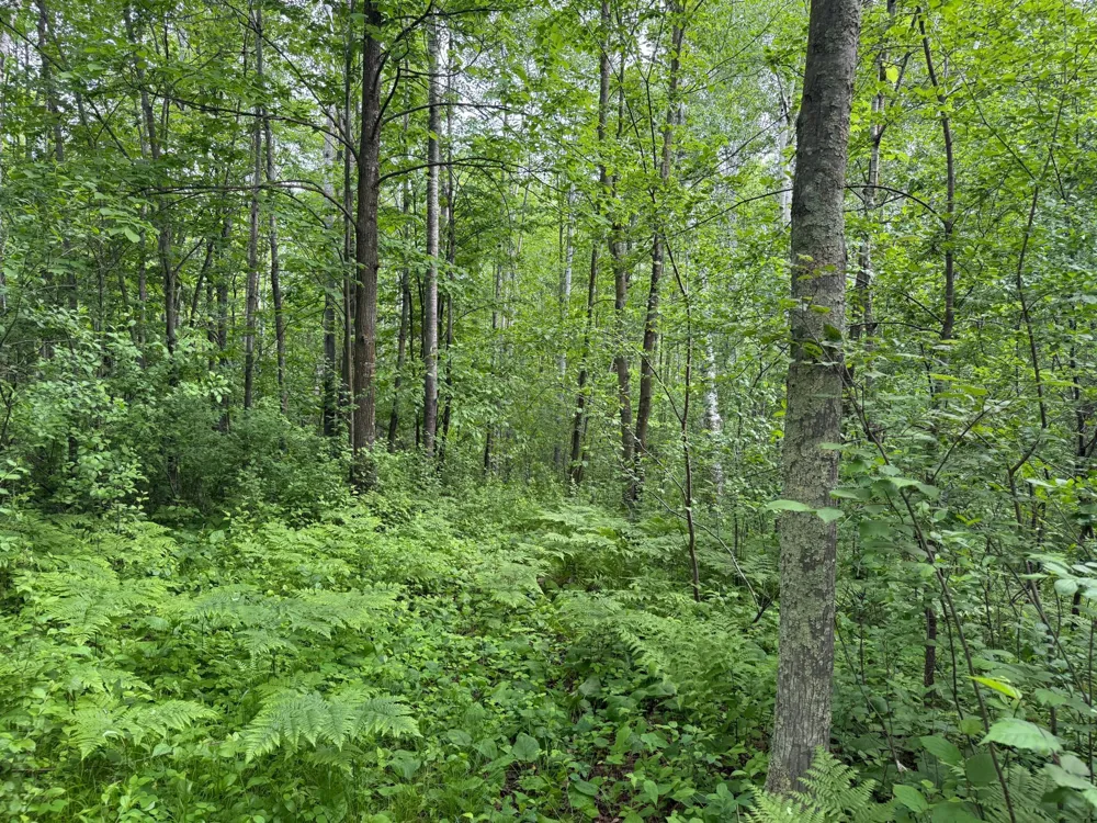 10551 Mallard Road Brook Park, MN 55007