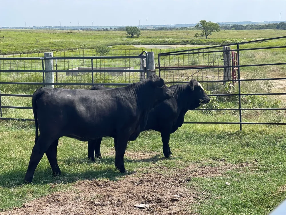 1044 HCR 3241 Hubbard, TX 76648