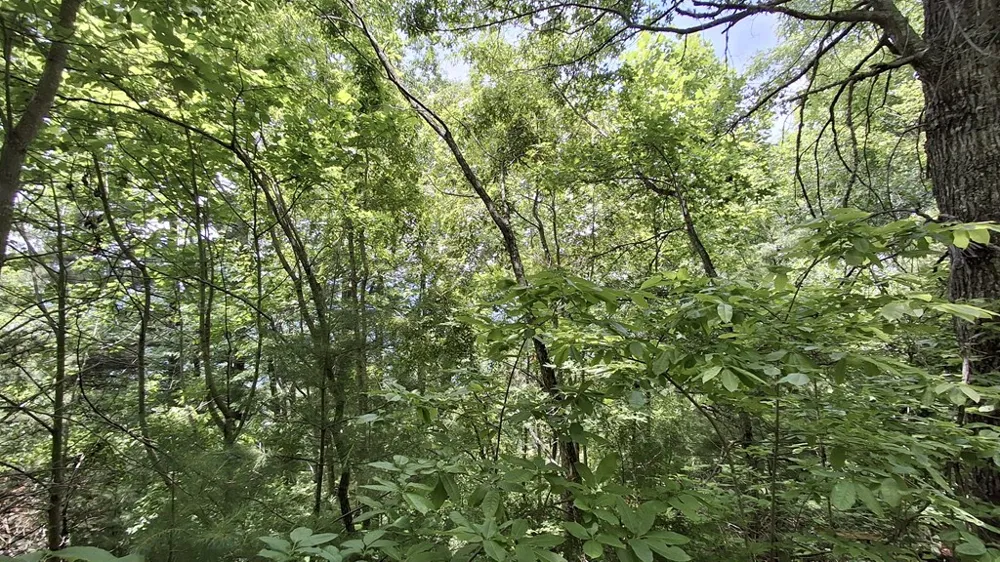 Kako Ridge Sylva, NC 28779