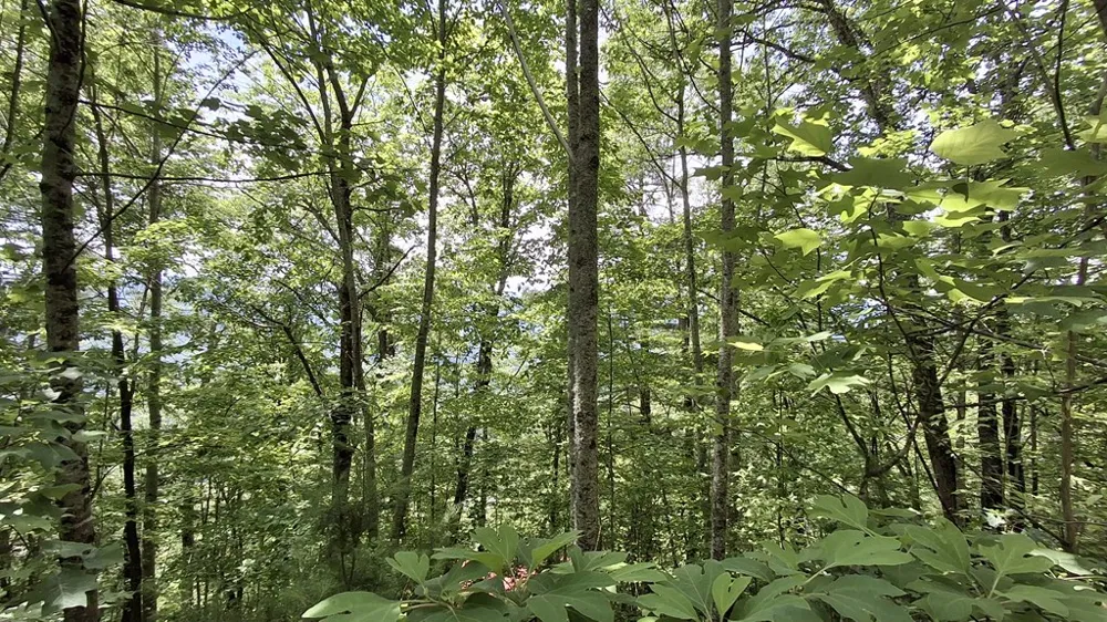 Kako Ridge Sylva, NC 28779