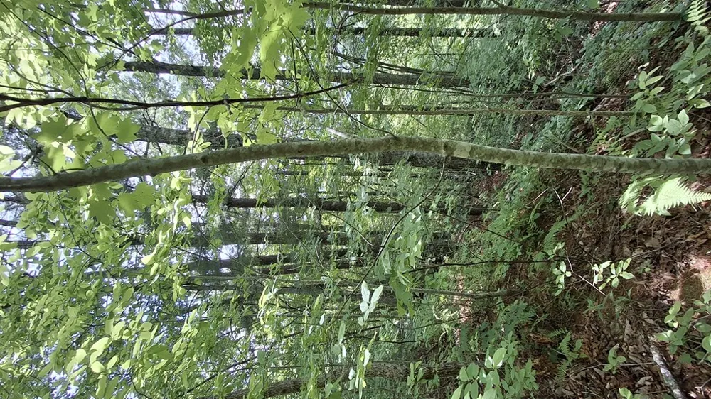 Kako Ridge Sylva, NC 28779