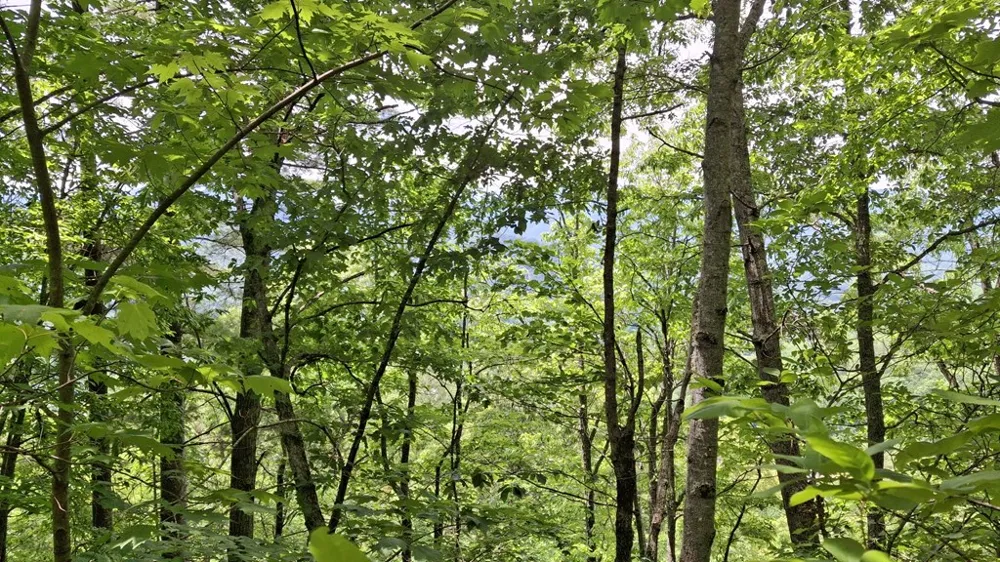 Kako Ridge Sylva, NC 28779