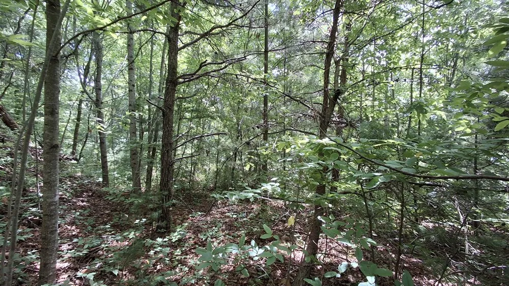 Kako Ridge Sylva, NC 28779