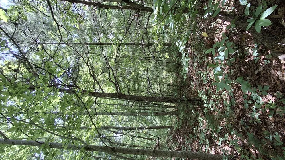 Kako Ridge Sylva, NC 28779