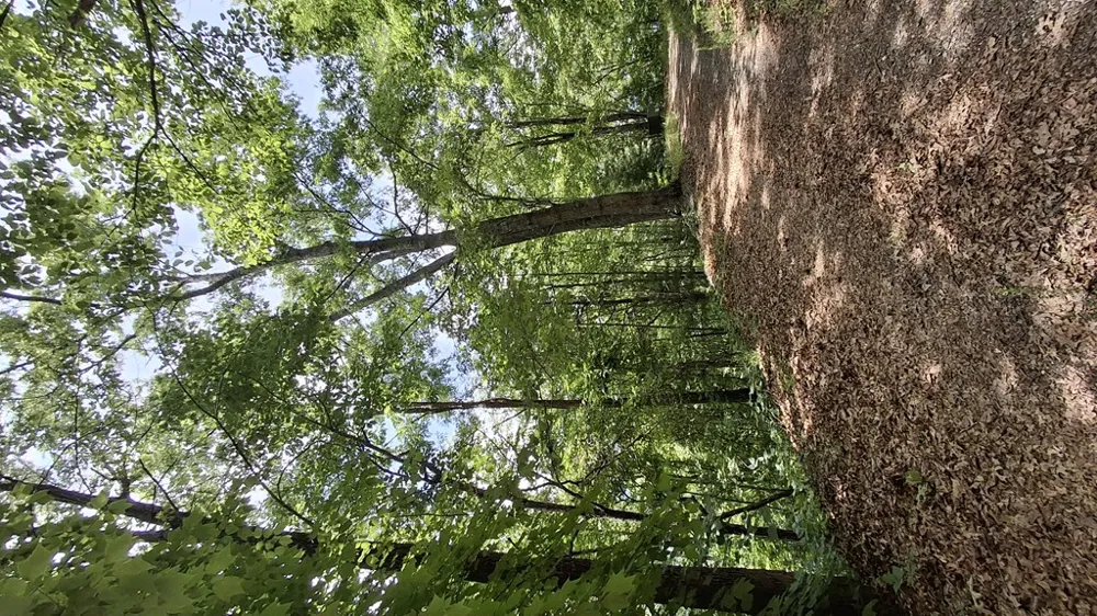 Kako Ridge Sylva, NC 28779