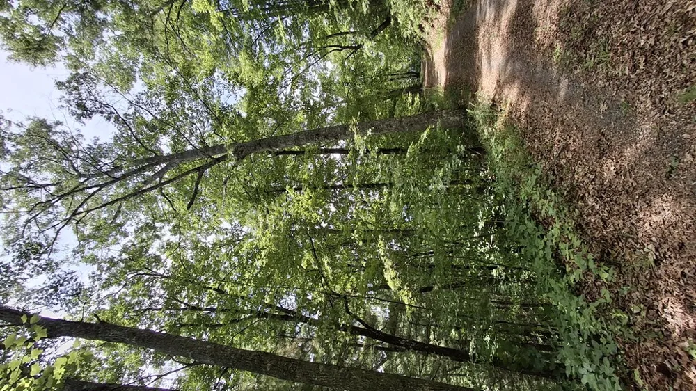 Kako Ridge Sylva, NC 28779