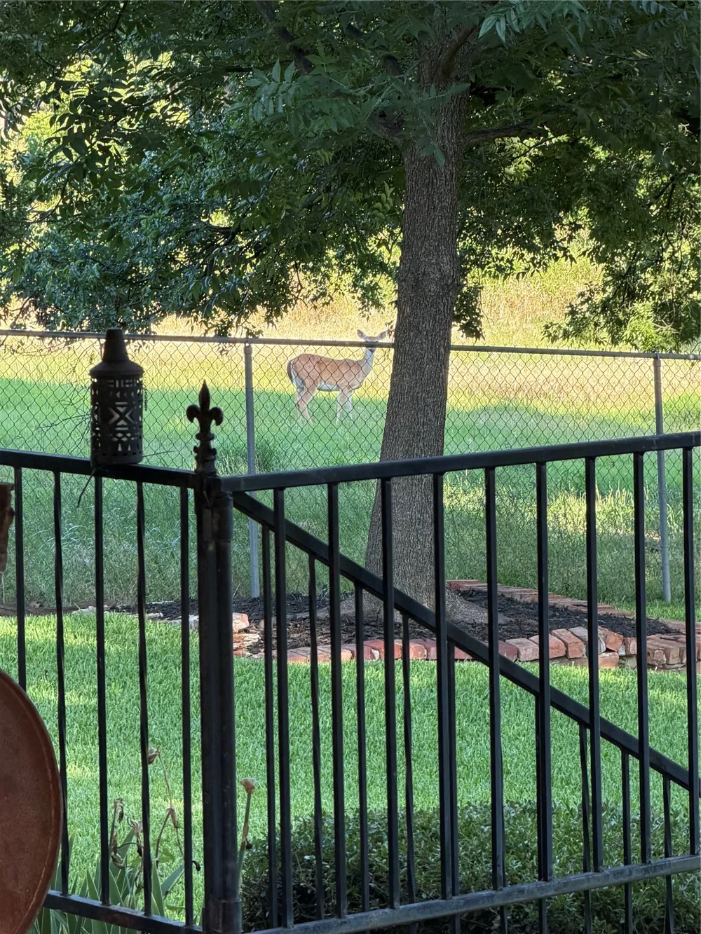 445 W Belknap Street Jacksboro, TX 76458