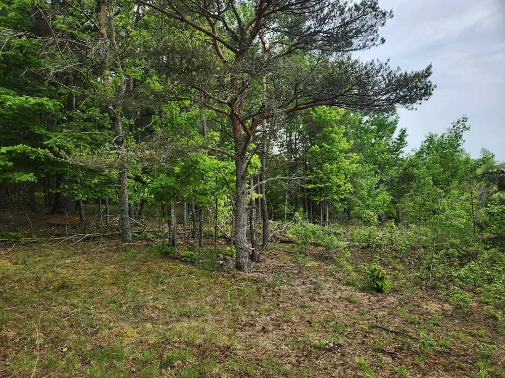 5948 Kniss Road Oliver Township, MI 49646