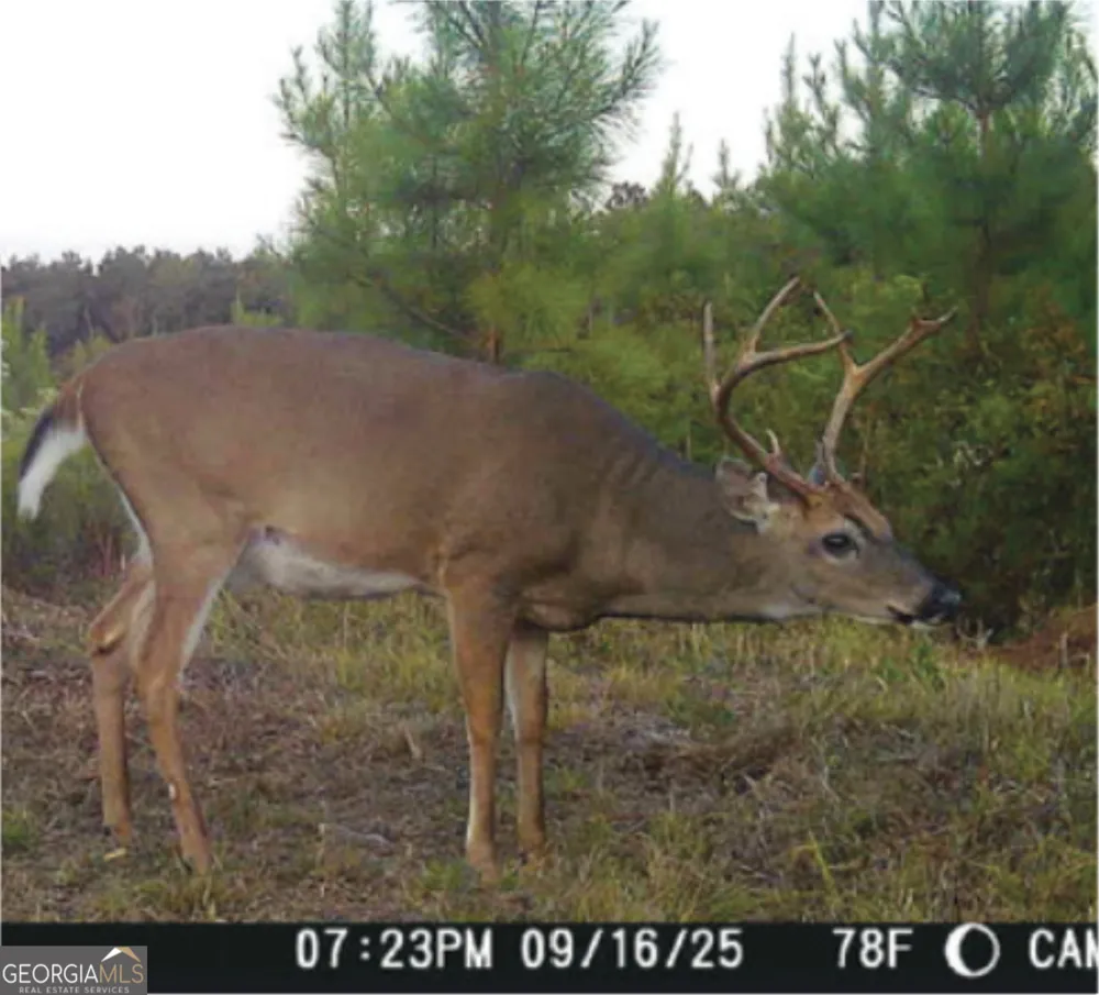 0 Sandy Creek RD Irwinton, GA 31042