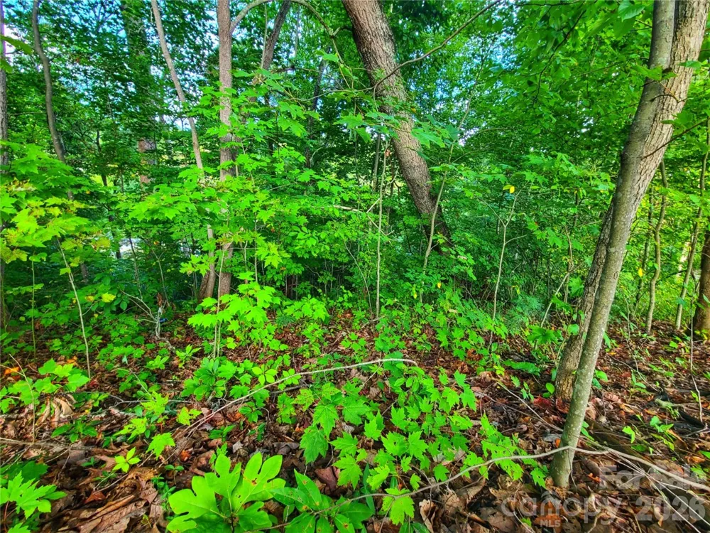 141 Sunrise Drive #14 Mars Hill, NC 28754