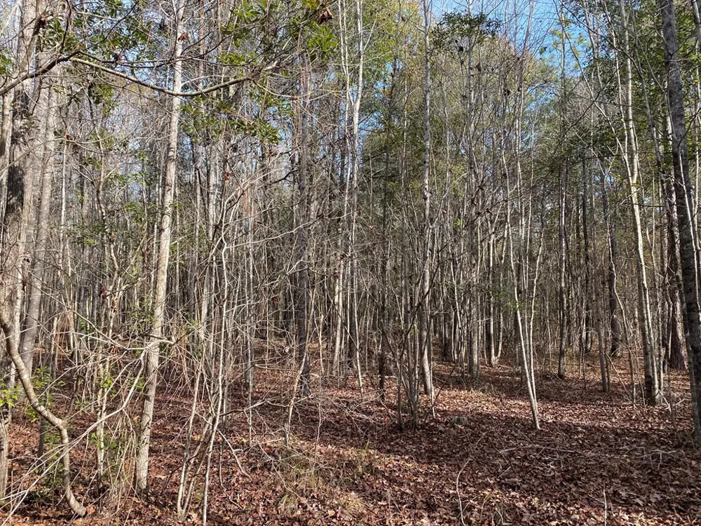 Lot 14 Robin Boulevard Swainsboro, GA 30401