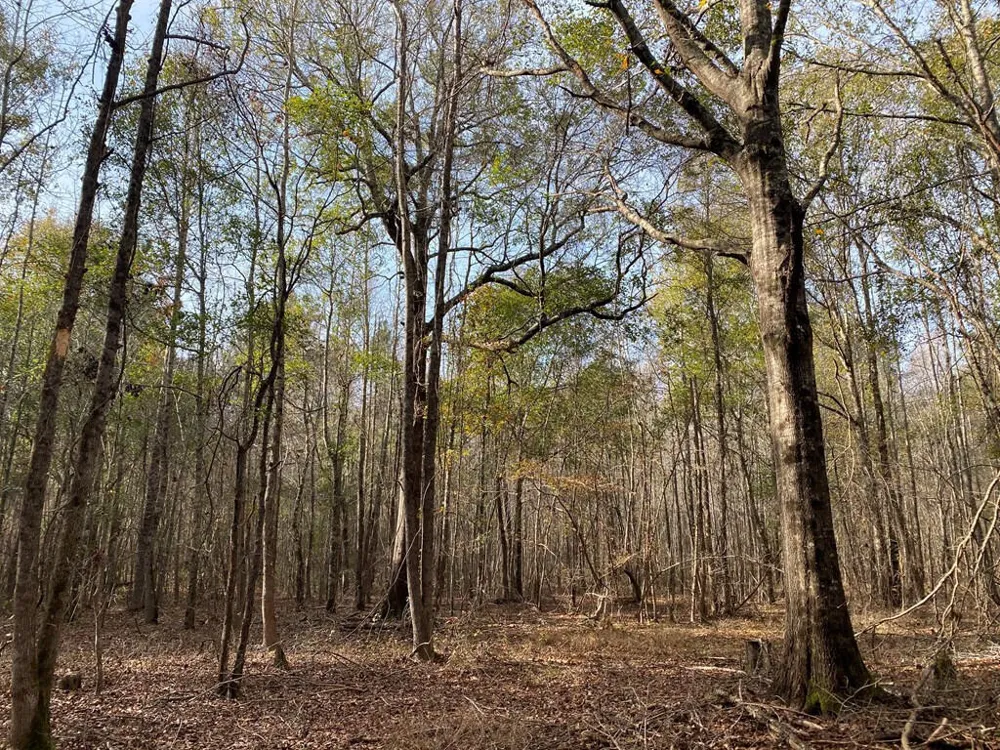 Lot 14 Robin Boulevard Swainsboro, GA 30401