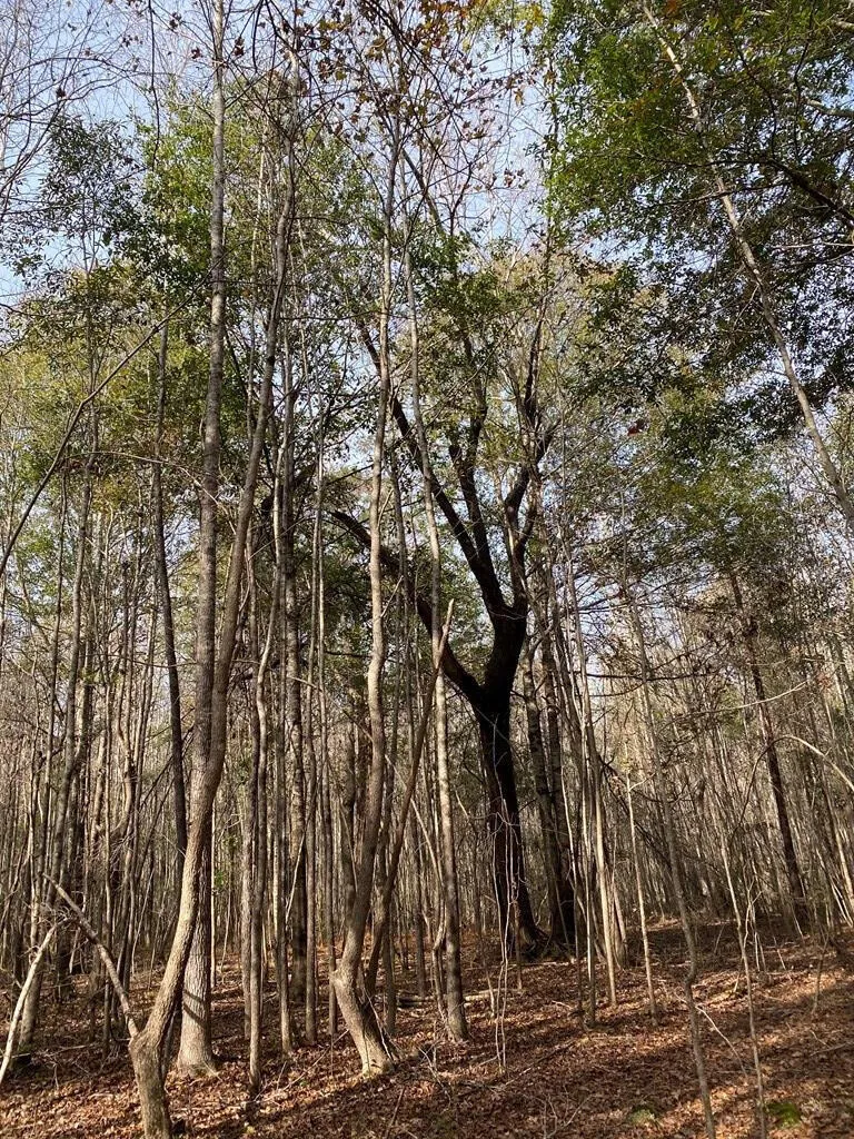 Lot 14 Robin Boulevard Swainsboro, GA 30401