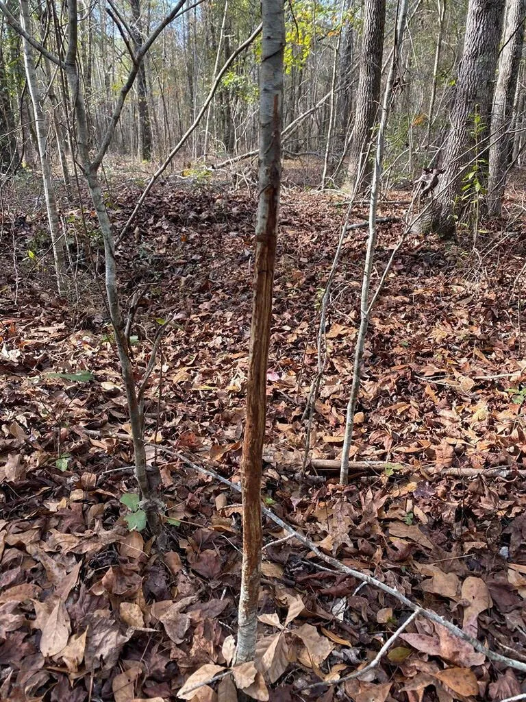 Lot 14 Robin Boulevard Swainsboro, GA 30401
