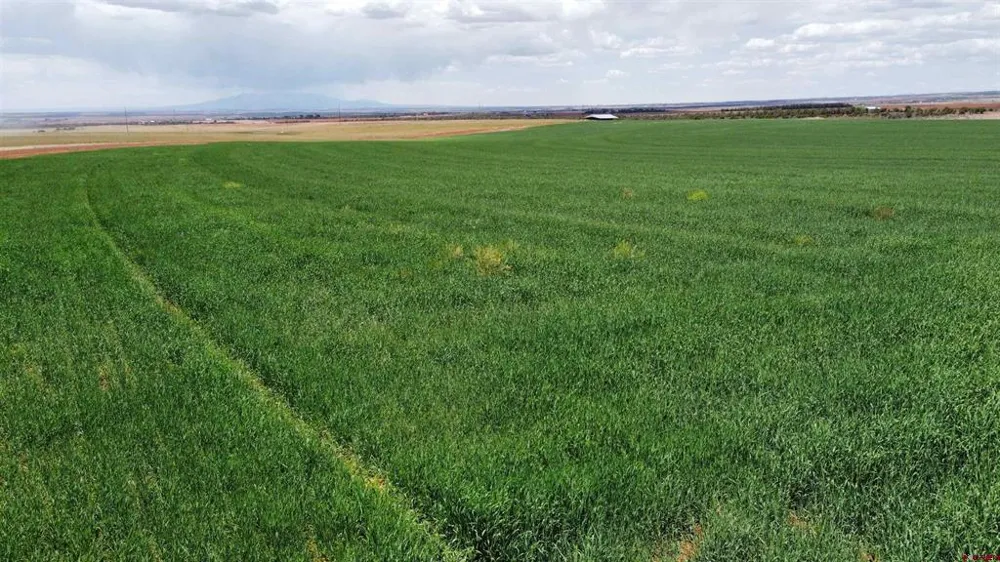 Road 15 Cahone, CO 81320