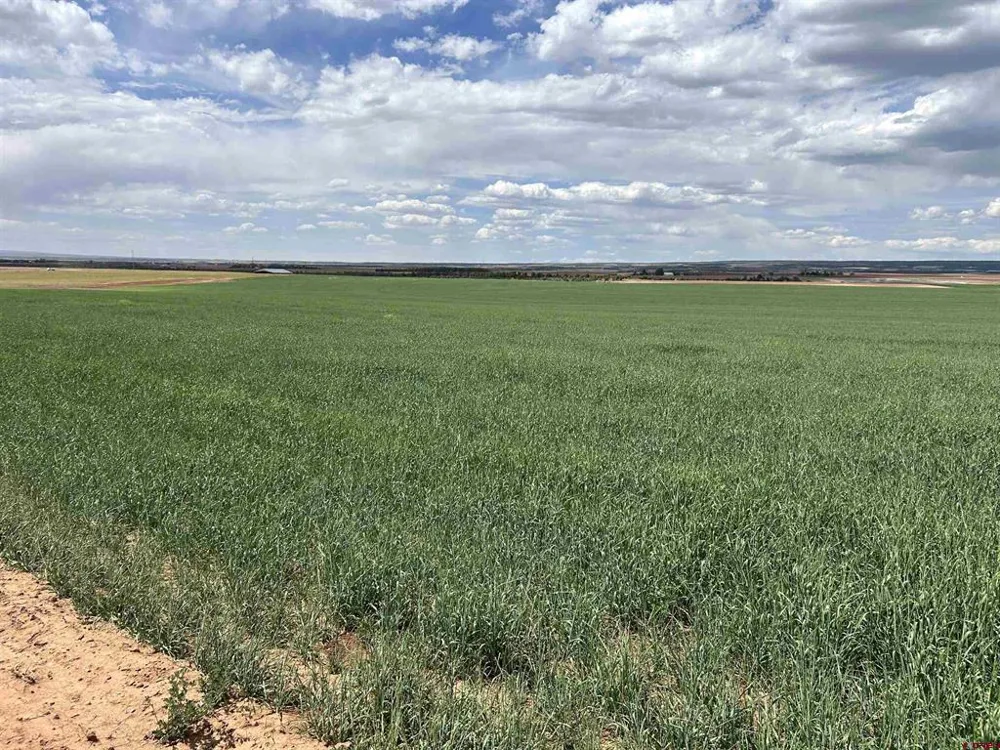 Road 15 Cahone, CO 81320