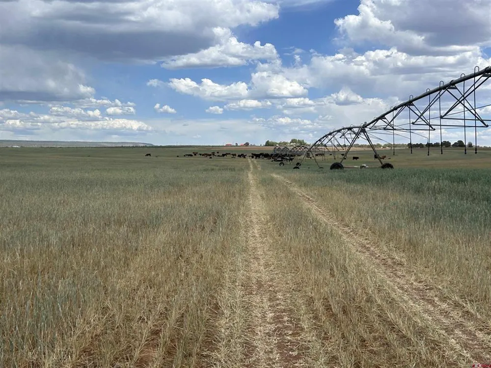 Road 15 Cahone, CO 81320