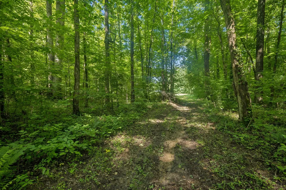 1343 Chalk Hollow Ln Waverly, TN 37185