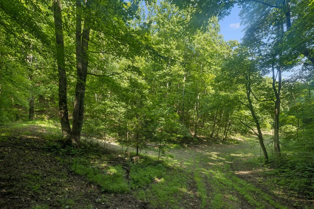 1343 Chalk Hollow Ln Waverly, TN 37185