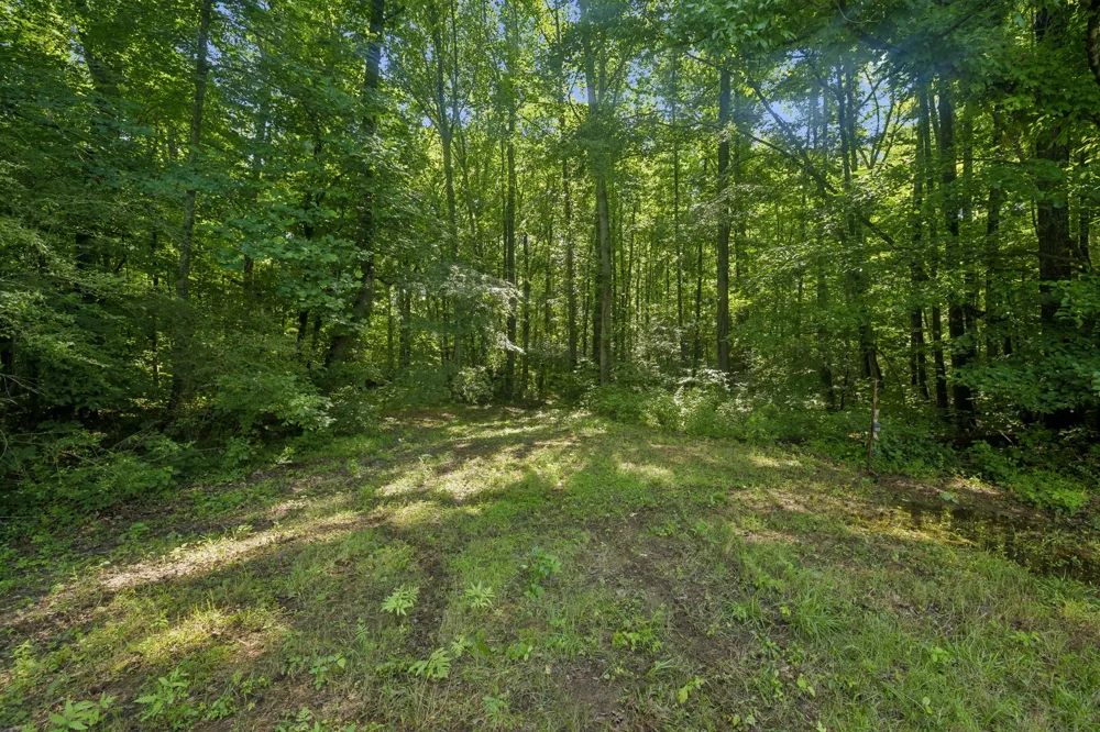 1343 Chalk Hollow Ln Waverly, TN 37185