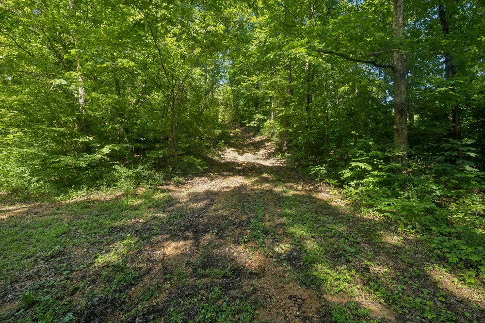 1343 Chalk Hollow Ln Waverly, TN 37185
