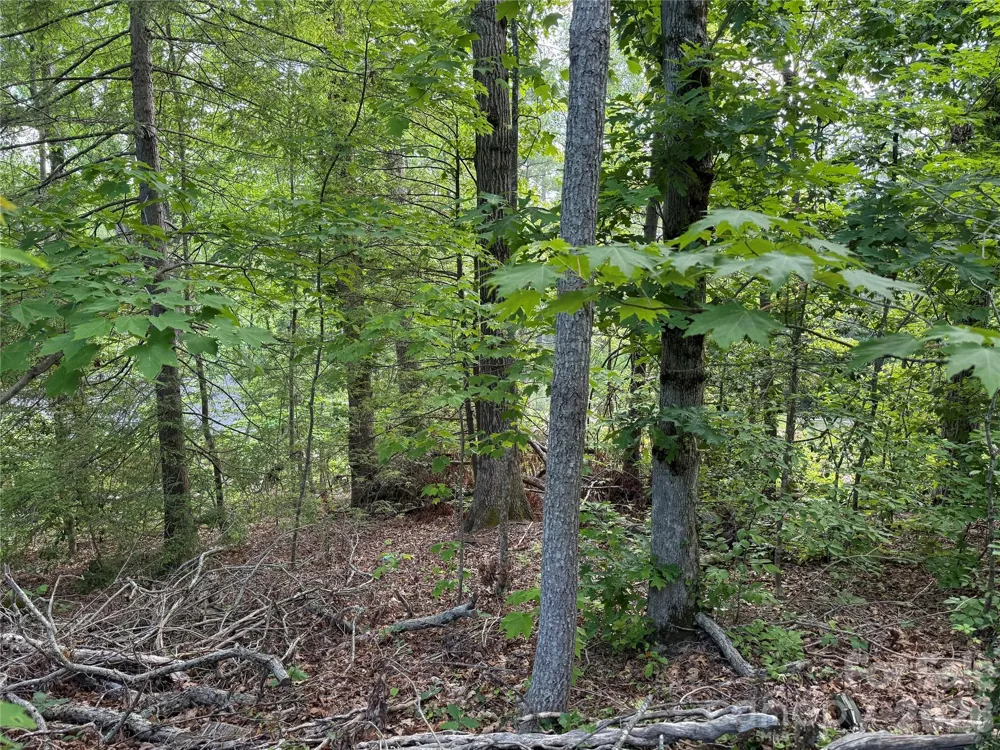 53 Will Road #2 Hendersonville, NC 28792