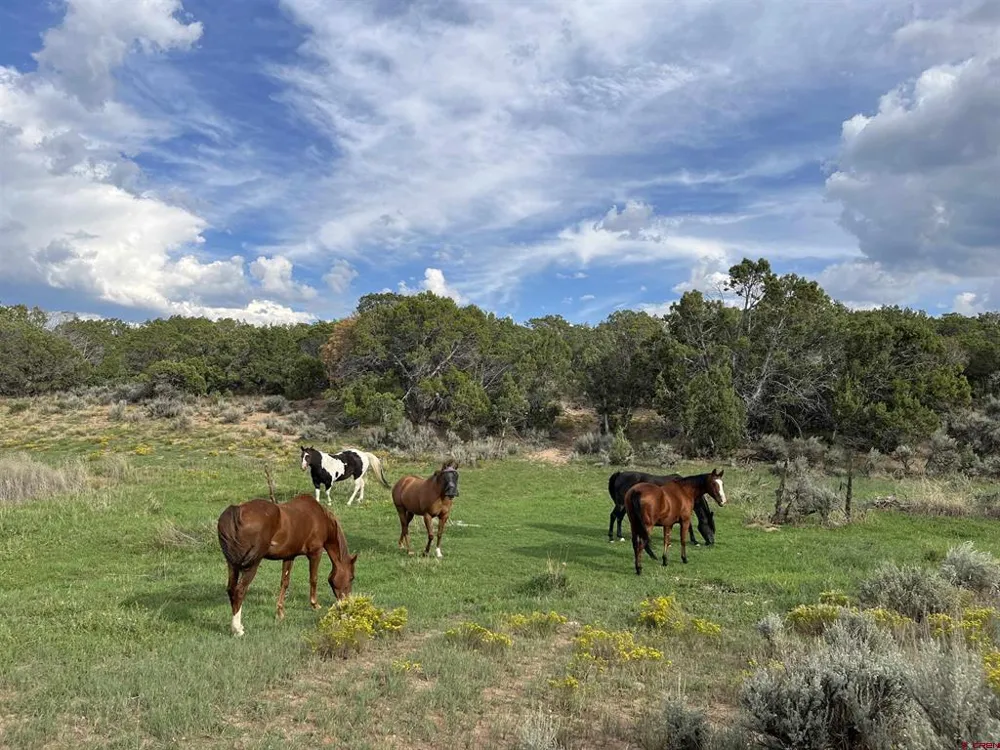 31807 B50 ROAD Crawford, CO 81415