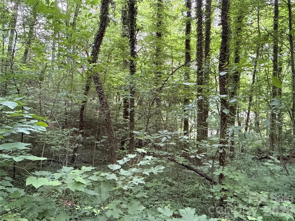 9999 Sunset Drive Black Mountain, NC 28711