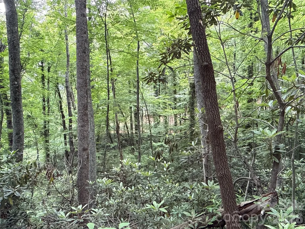 9999 Sunset Drive Black Mountain, NC 28711