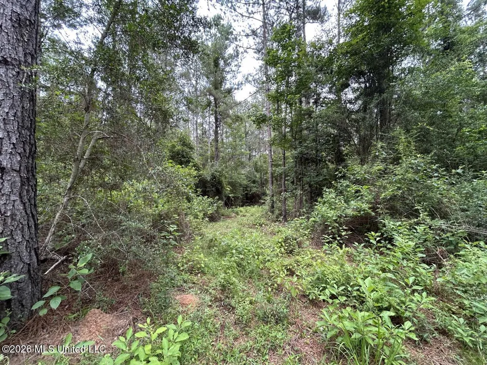 6642 Grange Hall Road Osyka, MS 39657