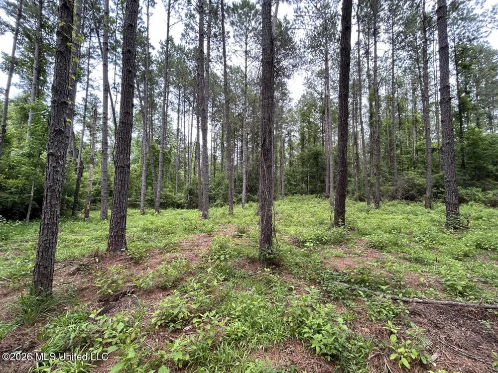 6642 Grange Hall Road Osyka, MS 39657