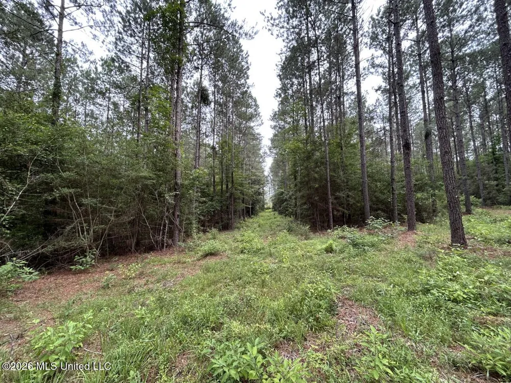 6642 Grange Hall Road Osyka, MS 39657