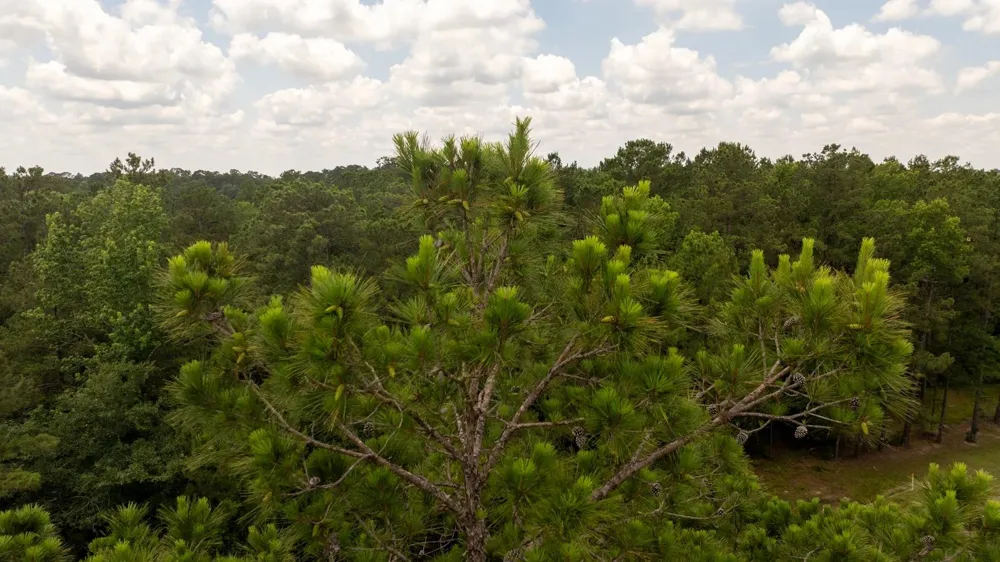 781 Mason Lane Milam, TX 75959