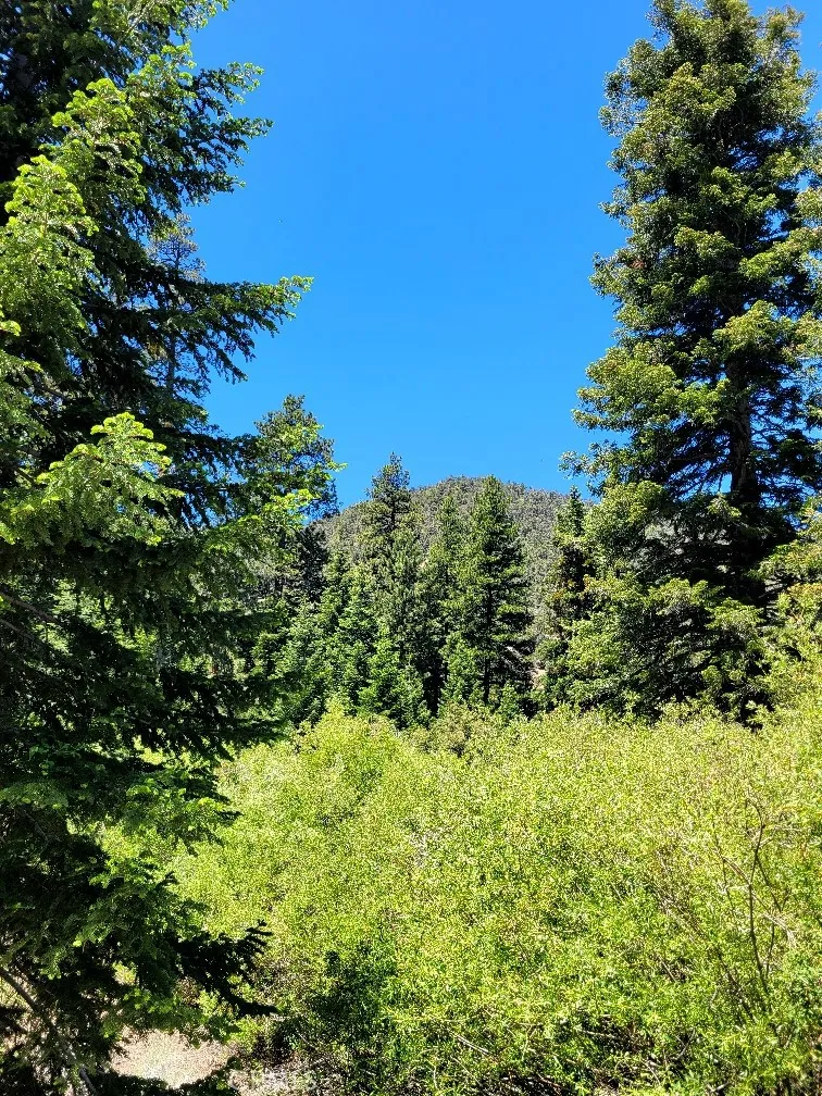 1308 Banff Pine Mountain Club, CA 93222