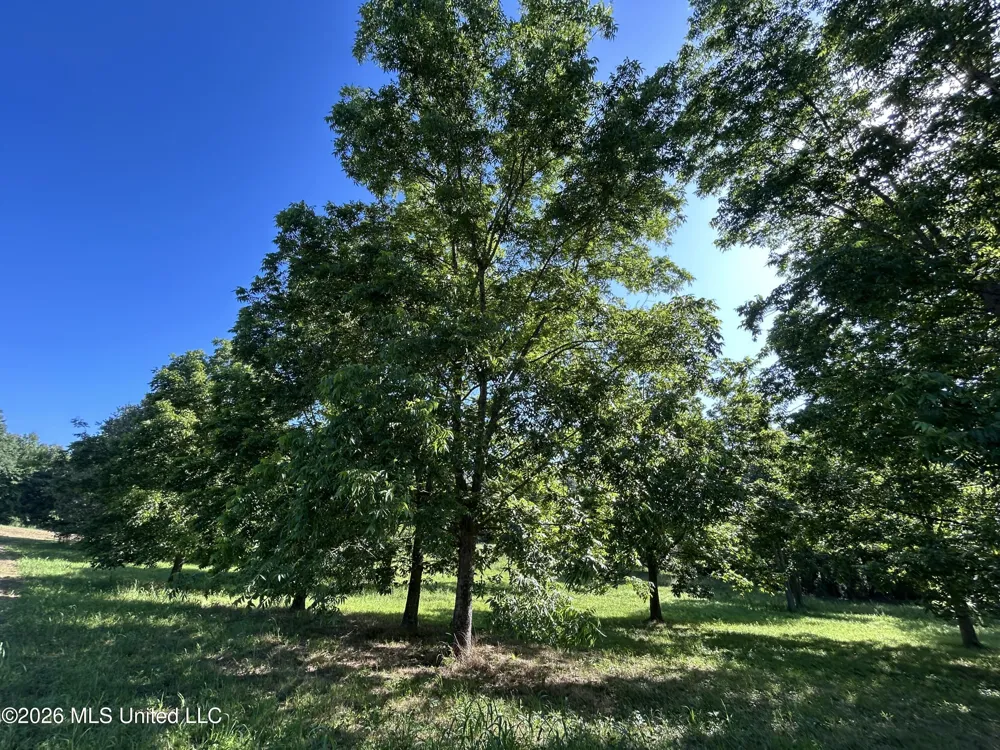 0000 Willis Cotton Road Summit, MS 39666