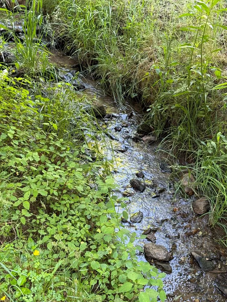 Notta Road Cullowhee, NC 28723