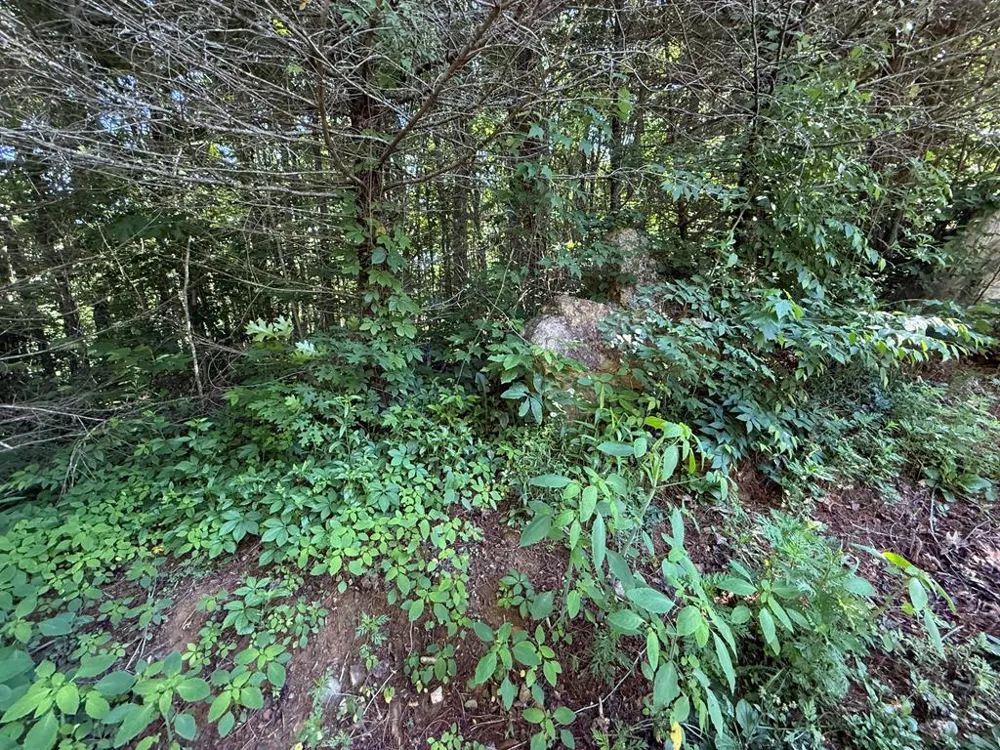 Notta Road Cullowhee, NC 28723
