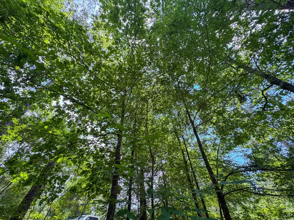 1 Posey Webb Camp Road Sicily Island, LA 71343