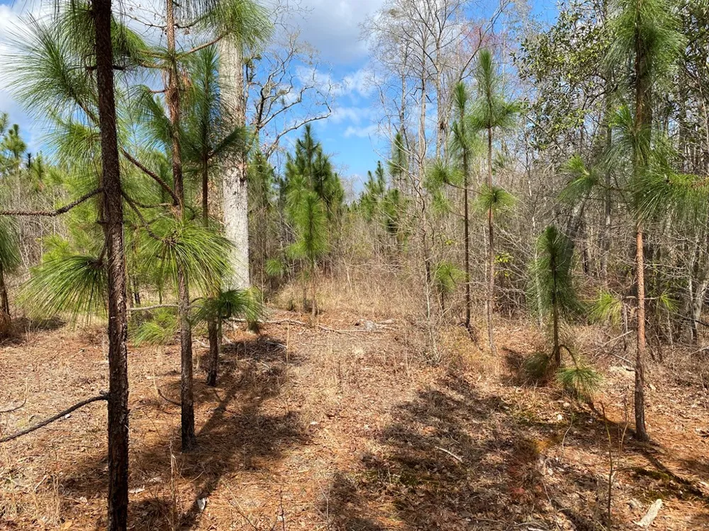 0 Baker Road Waverly Hall, GA 31831