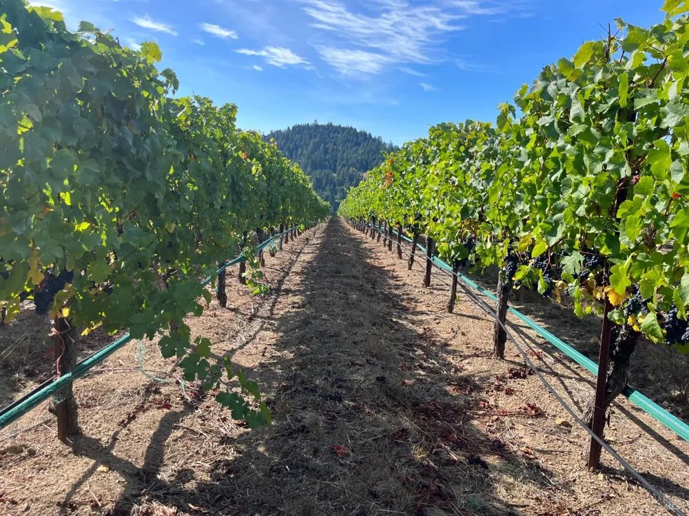 38555 Hauser Bridge Road Cazadero, CA 95421