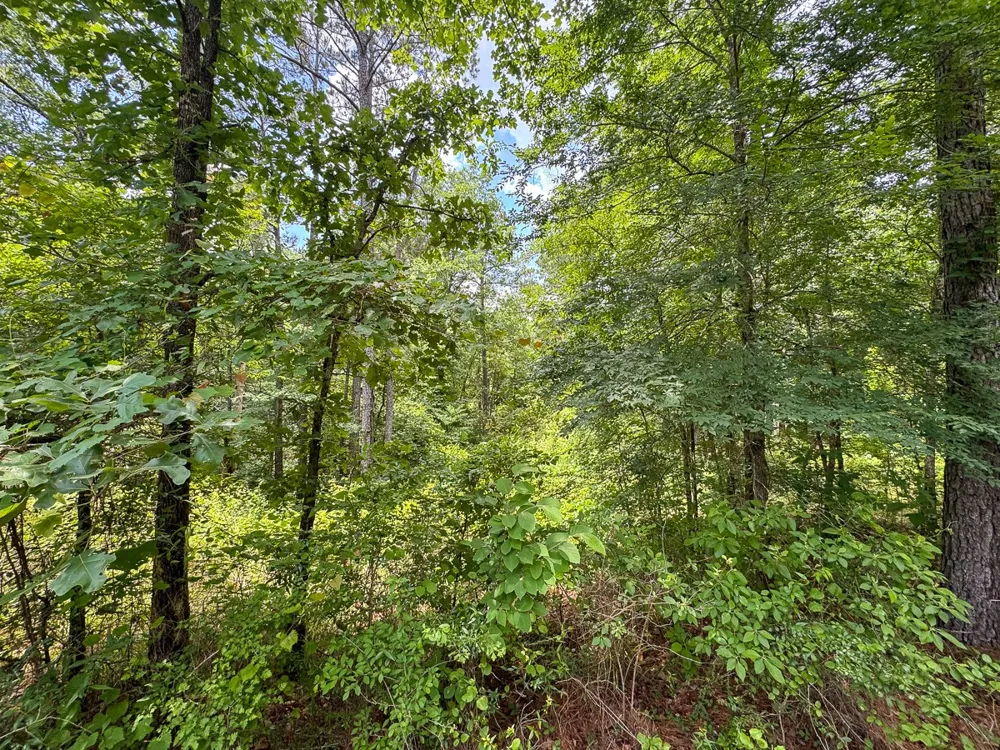 2 Posey Webb Camp Road Sicily Island, LA 71343