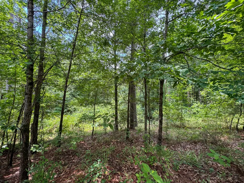 2 Posey Webb Camp Road Sicily Island, LA 71343