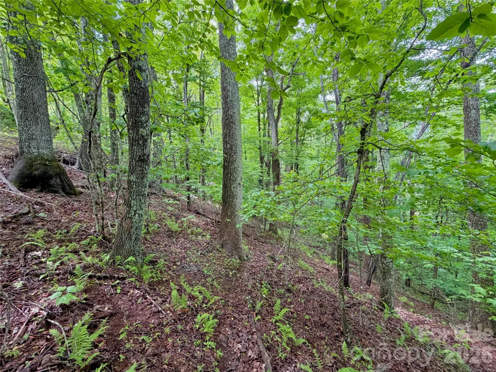 TBD Grandfather Watch Lane Banner Elk, NC 28607