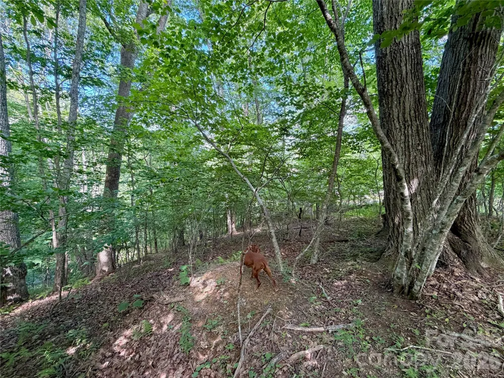 TBD Grandfather Watch Lane Banner Elk, NC 28607