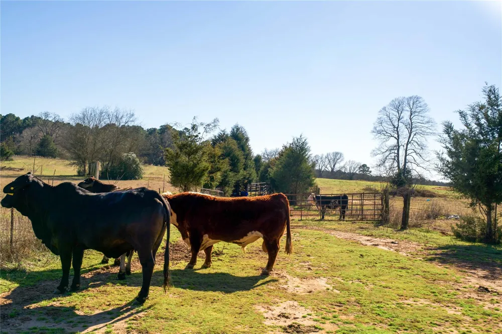County Road 453 Henderson, TX 75654