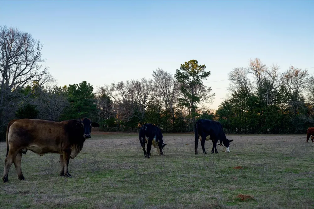 County Road 453 Henderson, TX 75654