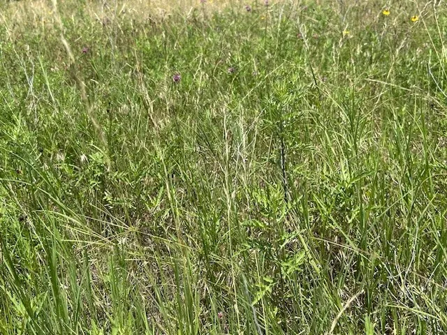 County Road Sidney, TX 76474