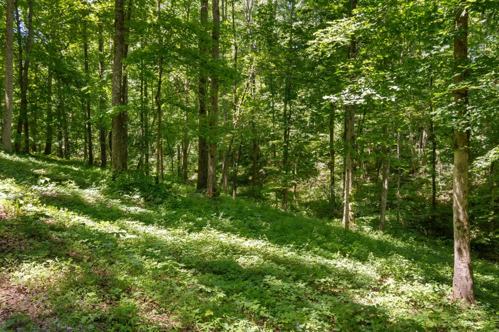 7855 Barnhill Rd Primm Springs, TN 38476