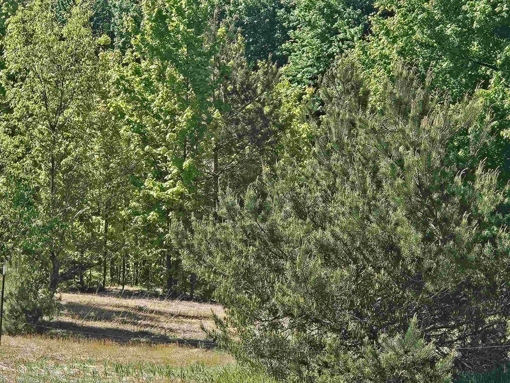 SE Grass Lake Road Excelsior Township, MI 49646